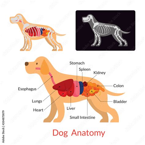 Dog Anatomy, Internal Organs, Skeleton, X-Ray Stock Vector | Adobe Stock