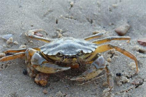 Where Do Mud Crabs Live Naturally in Their Habitat - Frozen Mud Crab Supplier, Crab Meat Seller ...