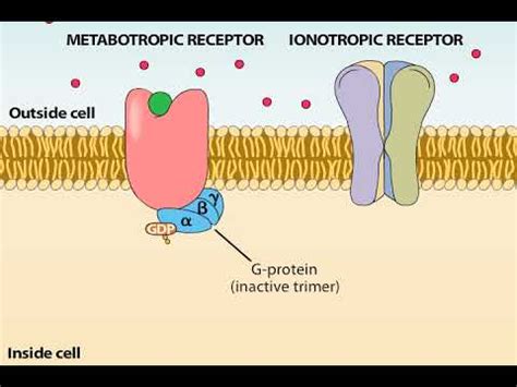 الفرق بين مستقبلات Ionotropic و Metabotropic | قارن الفرق بين المصطلحات ...