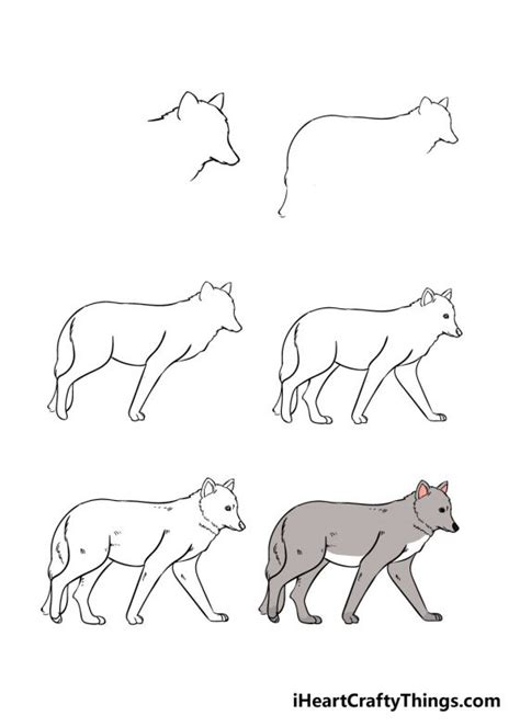 Wolf Drawing - How To Draw A Wolf Step By Step!