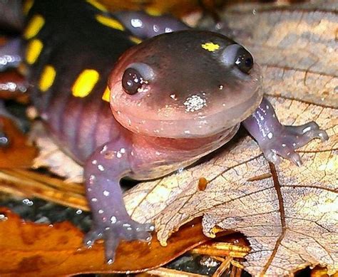 122 best Salamander images on Pinterest | Amphibians, Combat boots and ...