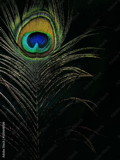 peacock feather close up Stock Photo | Adobe Stock