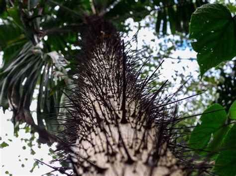 Pejibaye palm tree Miami Florida tree with sharp spikes #JMphotography | Florida trees, Palm ...