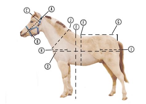 Estimate Your Horse's Mature Height with Our Calculator | Horse Care ...