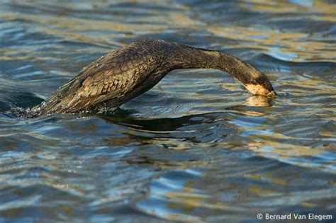 Diving Great Cormorant | Bernard Van Elegem