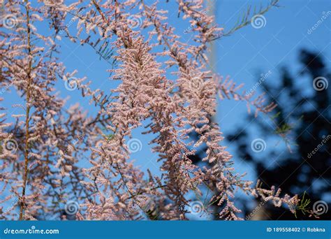 Pink Flowers of a Tamarisk with Blue Sky Background, Tamarix Gallica or Tamariske Stock Photo ...