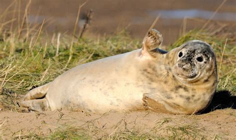 Baltic Run - Fauna of the Baltic States