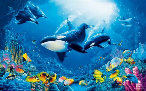 Orca HD Whale underwater wallpapers hd / desktop and mobile backgrounds