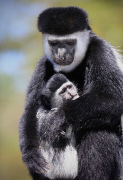 Colobus Monkey | Animal photo, Wildlife facts, African wildlife