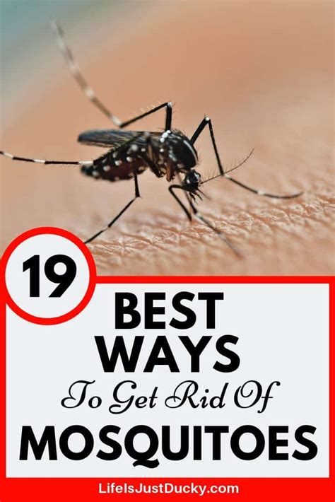 19 Best Ways To Get Rid Of Mosquitoes - Naturally! - Life Is Just Ducky