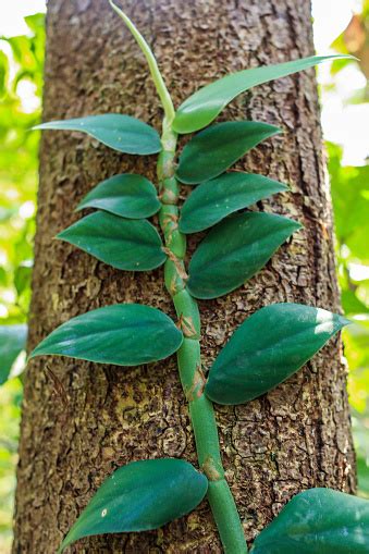 Climbing Plant On The Trunk Of A Giant Tree In A National Park Stock ...