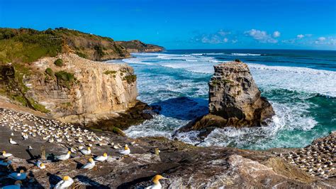 The BEST Muriwai Gannet Colony Off the beaten track 2022 - FREE Cancellation | GetYourGuide