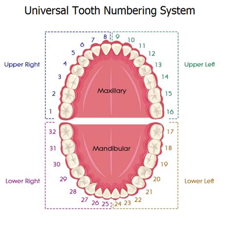 EMS SOLUTIONS INTERNATIONAL by @DrRamonReyesMD marca registrada: Tooth numbering systems in ...