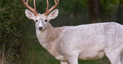 Leucistic Deer (everything there is to know about these white deer)