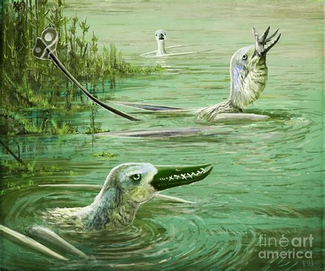 Rhamphorhynchus Pterosaurs Photograph by Mark P. Witton/science Photo Library - Pixels