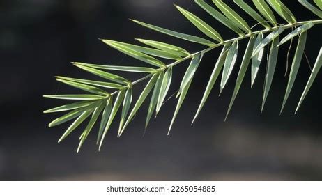 9,937 Phoenix Tree Leaves Images, Stock Photos & Vectors | Shutterstock