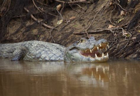 Closeup Side on Portrait of Black Caiman Melanosuchus Niger in Water with Jaw Open Showing Teeth ...