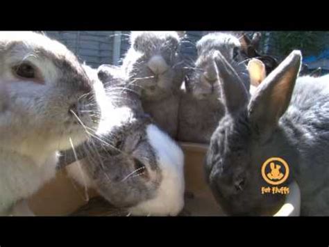 Fat Fluffs Rabbit Rescue - YouTube