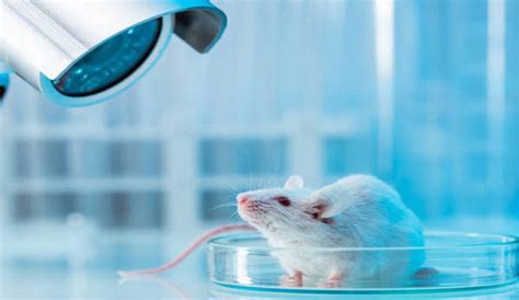 Alternatives to Animal Testing Models in Clinical and Biomedical Research