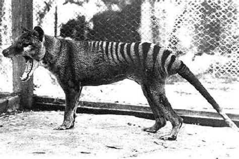 Tasmanian tiger 'sightings' spark search in Queensland