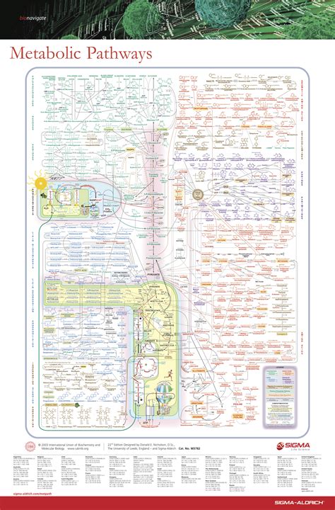 Metabolic Pathways Poster