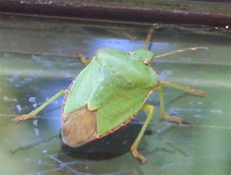 Green Shield Bug - Palomena viridissima