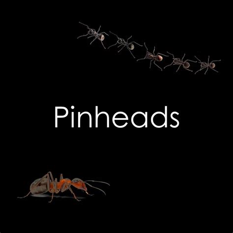 Pinhead Crickets – Werms.inc