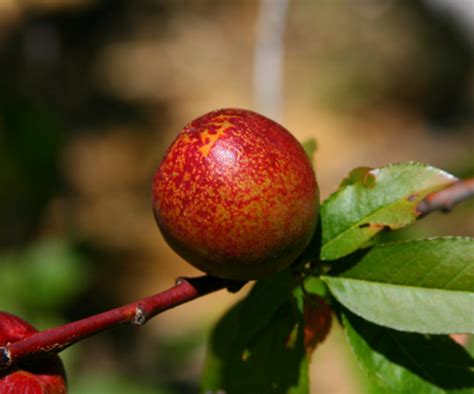 Types of Apricots