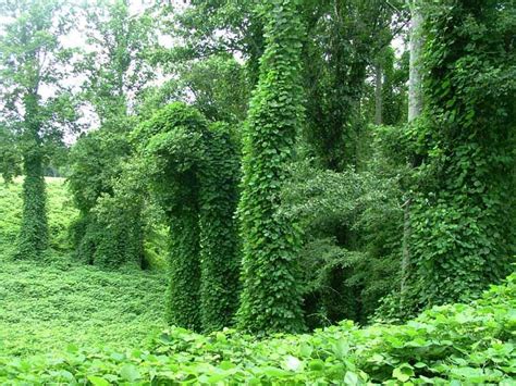 KUDZU: The Vine That Ate The South