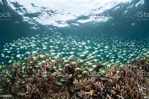 School Of Damselfish And Reef Stock Photo - Download Image Now ...