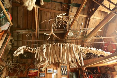 Extinct Species Steller's Sea Cow Skeleton Nikholskoye Set… | Flickr