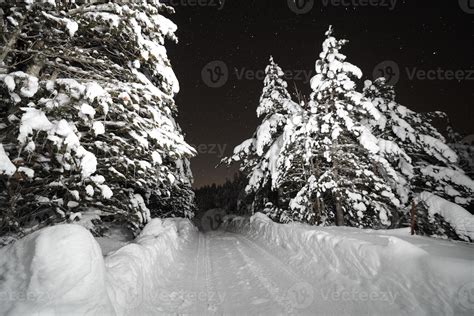 winter night landscape nature forest 10702567 Stock Photo at Vecteezy