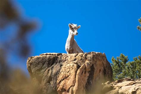 Nature and Wildlife in Utah — Wildlife Watching | Visit Utah