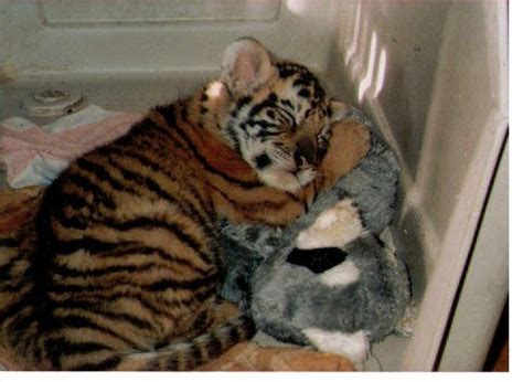 Cute Bengal Tiger cub sleeping with stuffed toy :D) | Cute Animalssssss | Pinterest | Bengal ...