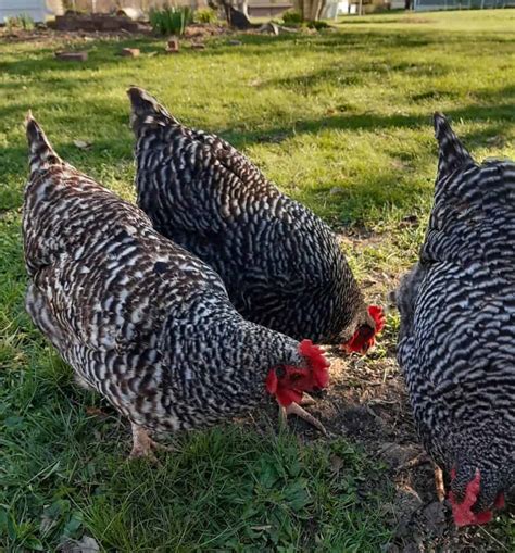 Top 8 Free-Range Chicken Breeds (with Pictures)