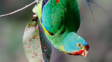 Swift Parrot - BirdLife Australia