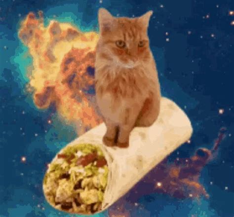 Cat Taco GIF - Cat Taco Space - Discover & Share GIFs