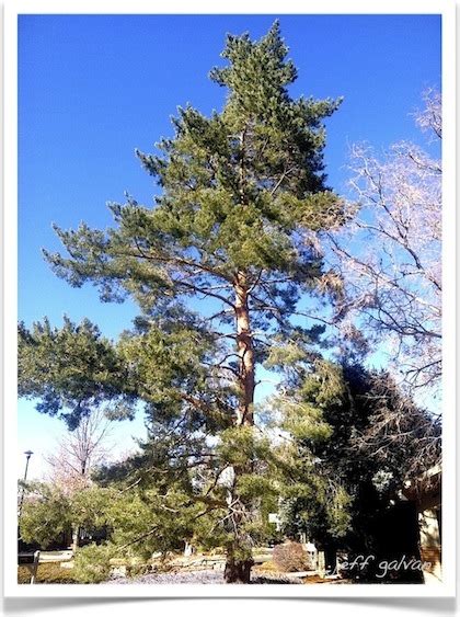 Scotch Pine Tree Identification || Identifying Pinus sylvestris