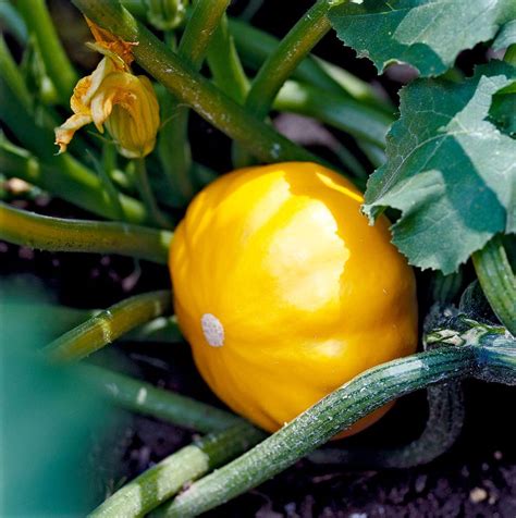 How to Plant and Grow Summer Squash