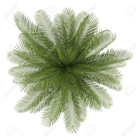 Palm tree photoshop plan view - dadomni