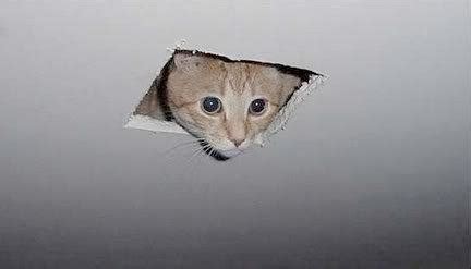 ceiling cat Blank Template - Imgflip