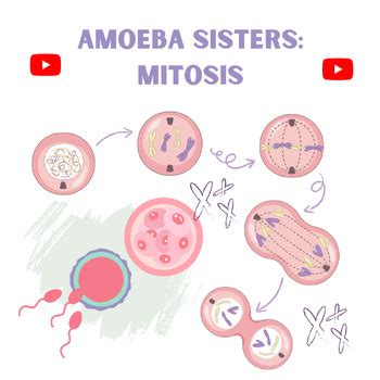 VIDEO WORKSHEET - Amoeba Sisters MITOSIS by The Biology Chick | TPT