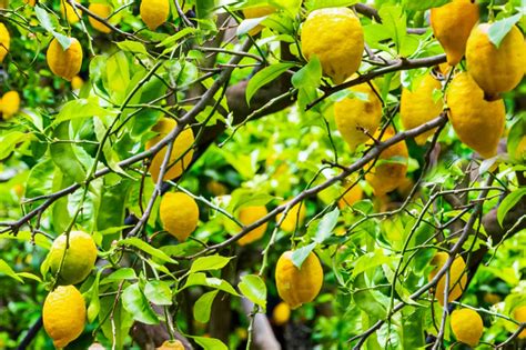 11 Dwarf Fruit Trees You Can Grow in Small Yards