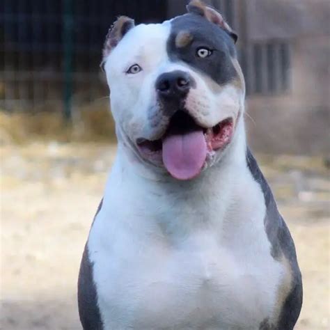 Types Of Pitbulls - The 5 Popular Pit Breeds ⋆ American Bully Daily