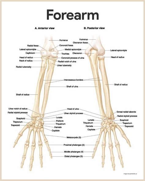 #Muscles #Anatomy & #Physiology #Health #Fitness #Training #Muscle # ...