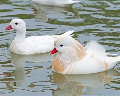 Canard Mandarin blanc albinos • Élevage et vente de Mandarin