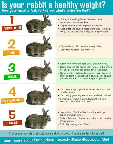 Pin by Angela Coltman on Bunnyzone | Pet bunny rabbits, Bunny care, Raising rabbits