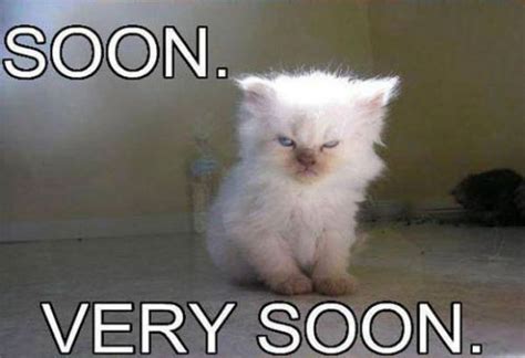 SOON. VERY SOON. #memes | Fotos con gatos, Fotos divertidas de gatos, Fotos de minino