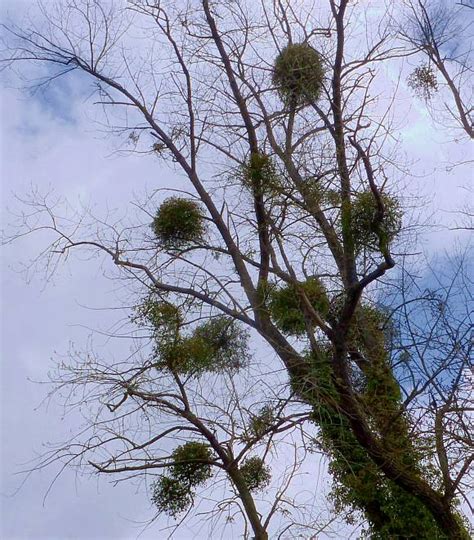 Mistletoe / mistleto / misteltoe / mistelto - Wild Flower Finder