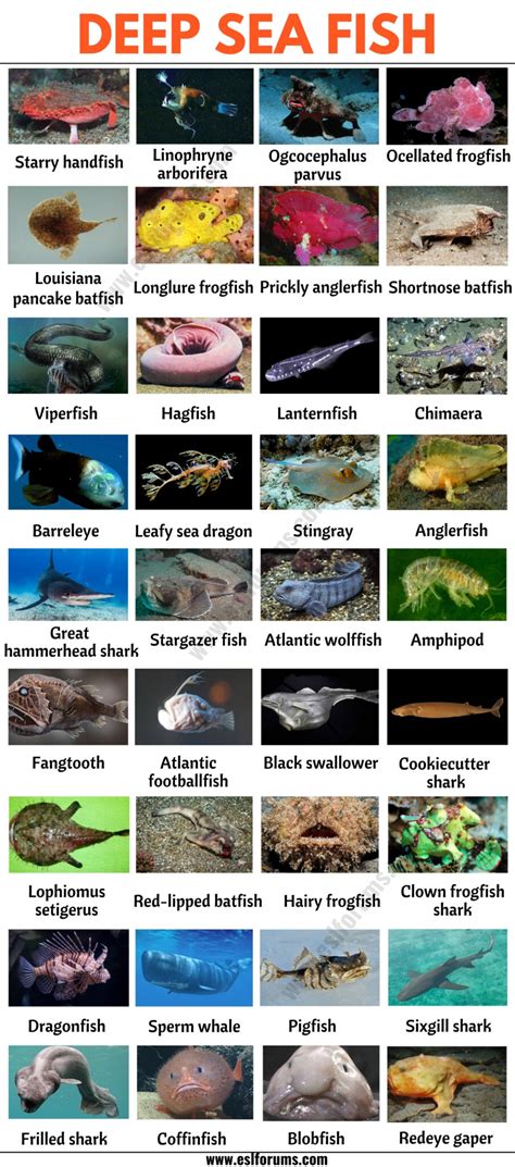 Deep Sea Fish: List of 35+ Types of Fish that Live in the Deep Sea - ESL Forums